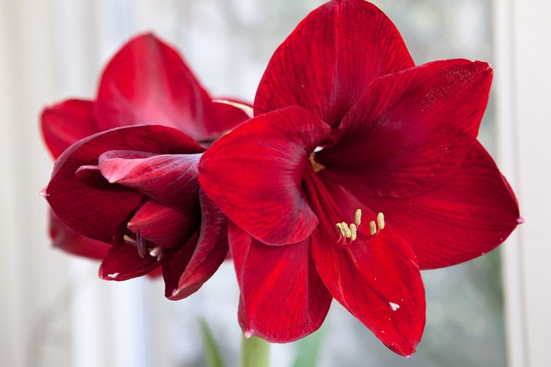 Amaryllis
