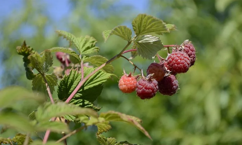 Raspberries