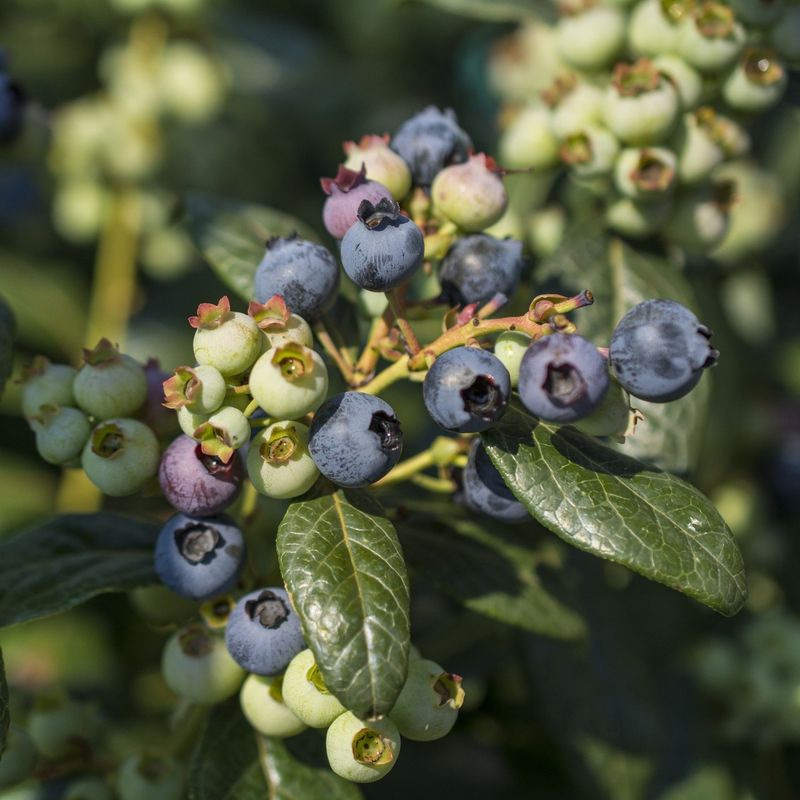 Blueberries