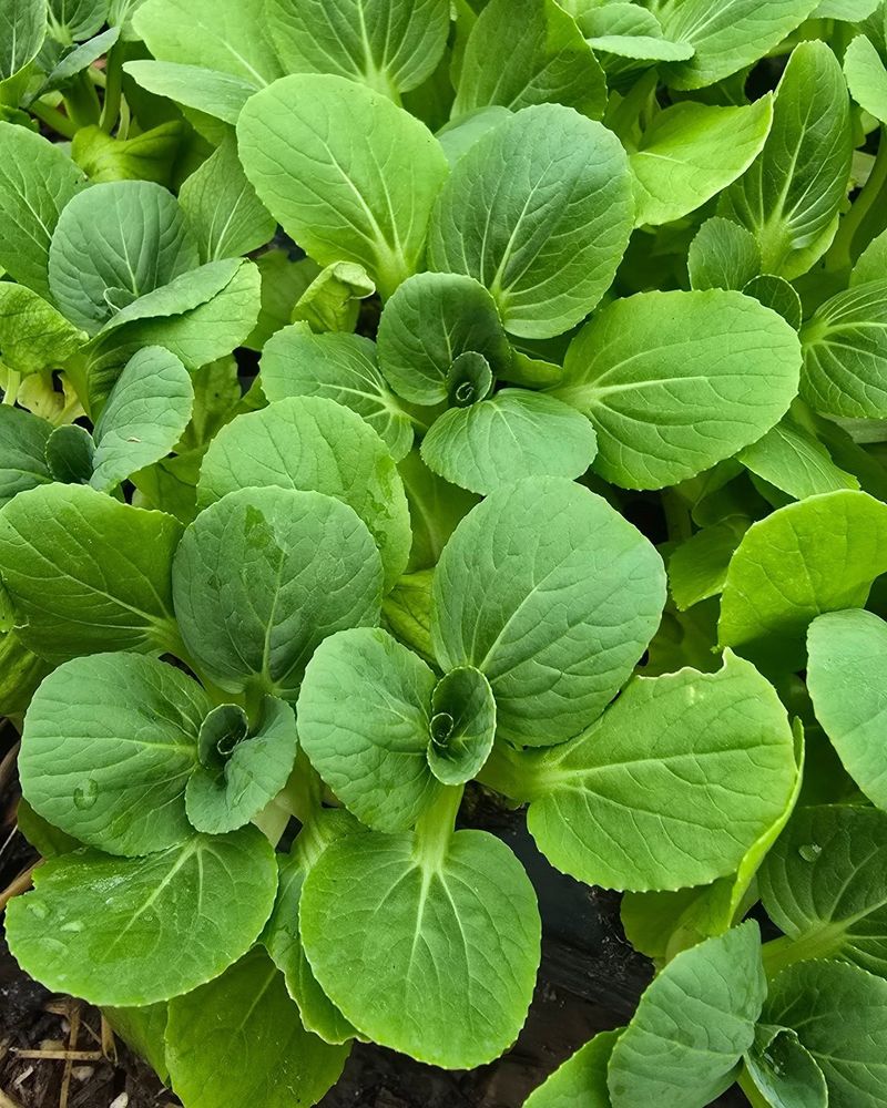 Bok Choy