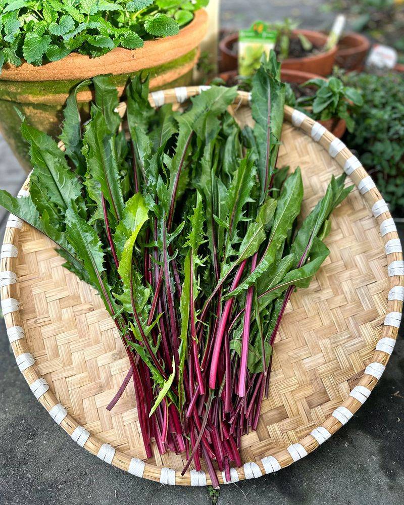 Dandelion Greens