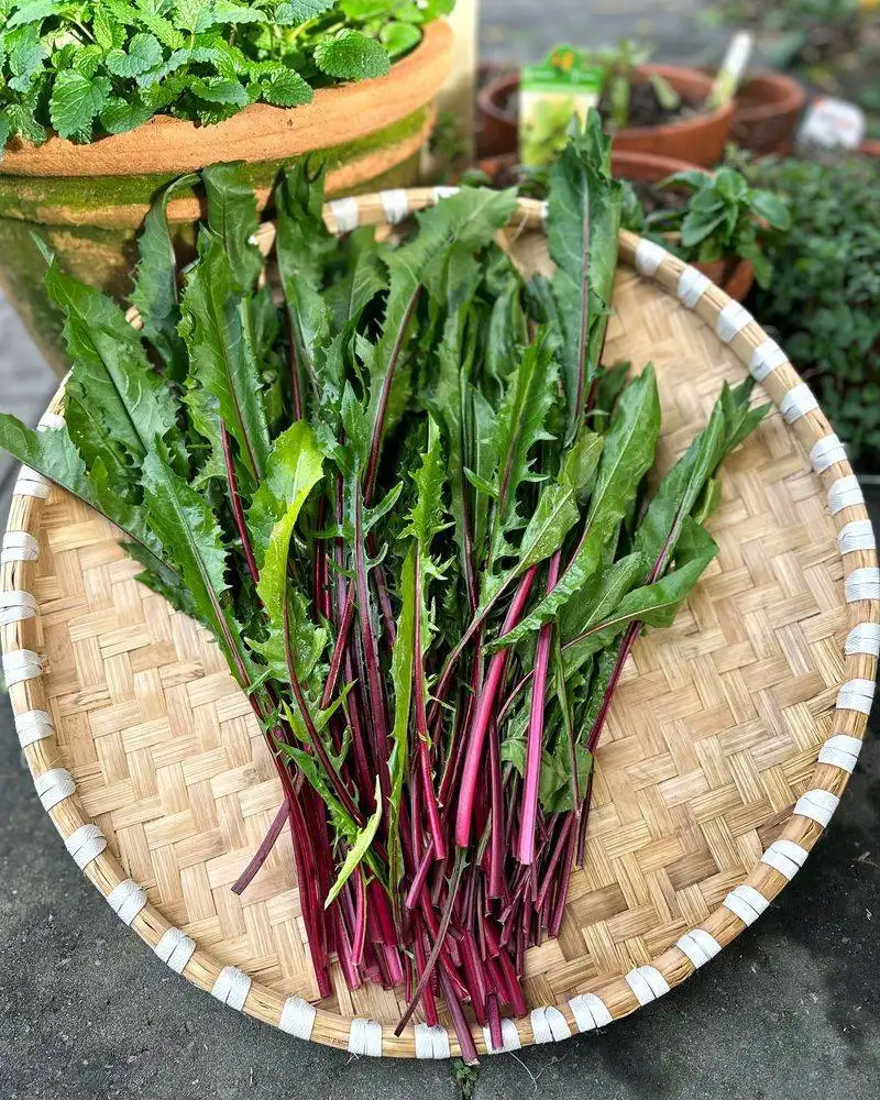 Dandelion Greens