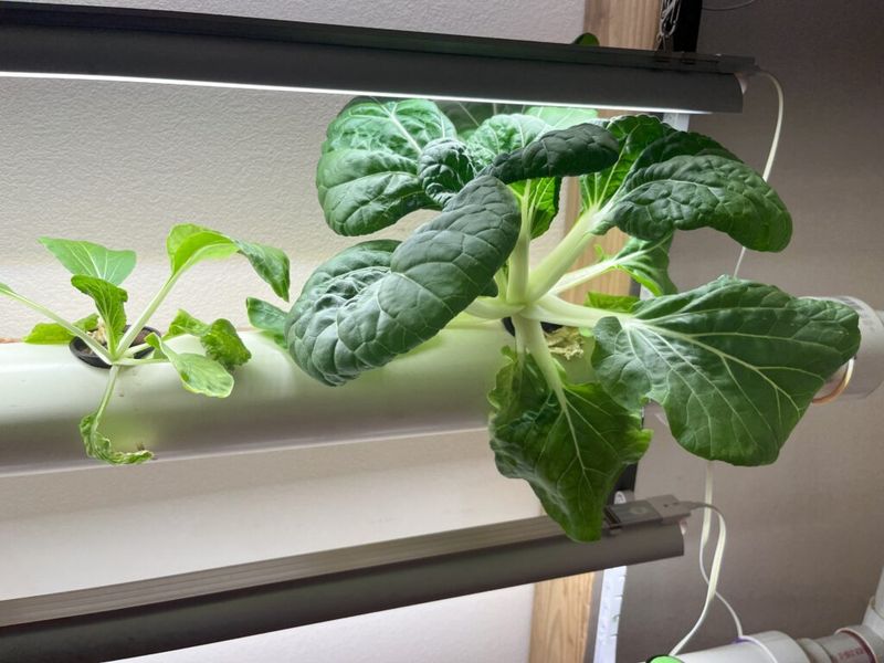 Bok Choy