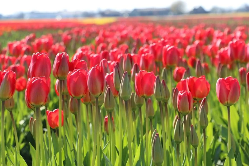 Bollenstreek Region