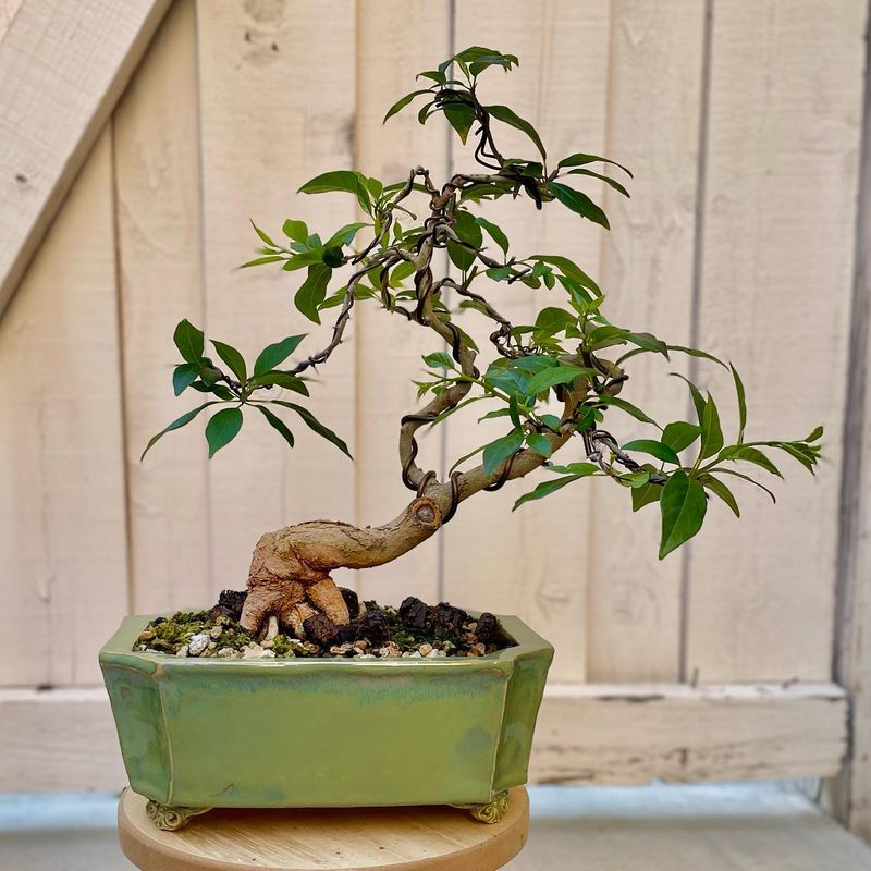 Bonsai Tree