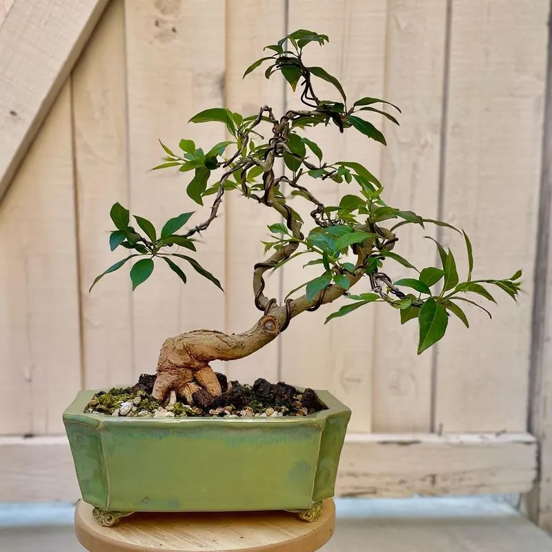 Bonsai Tree