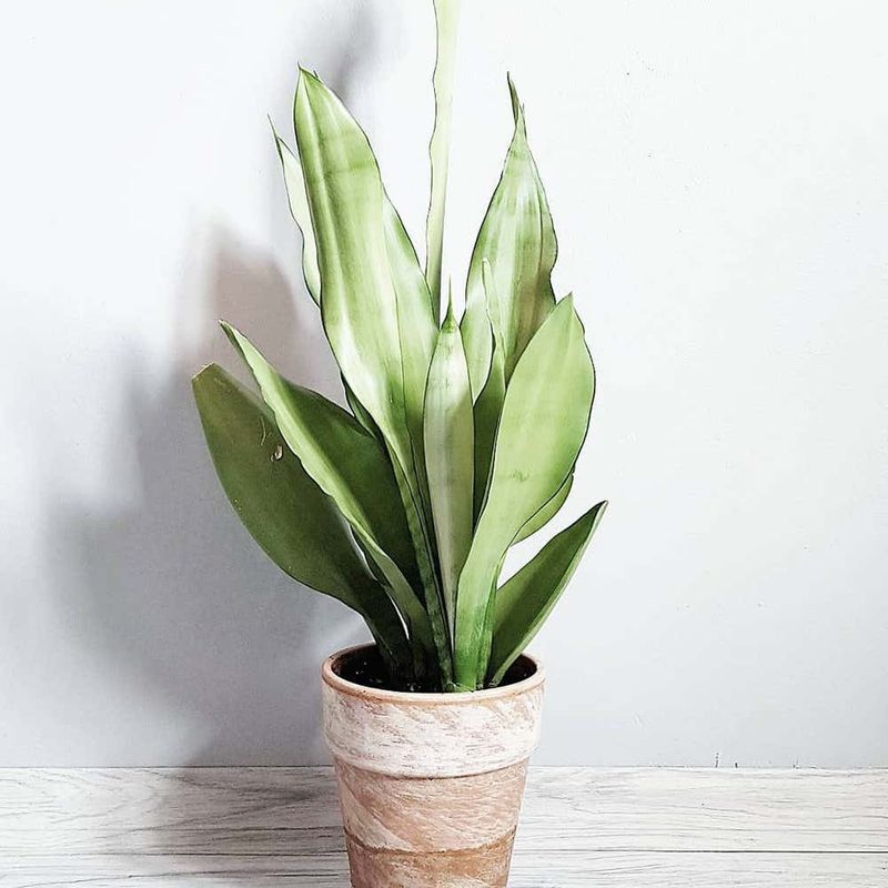 Venus Flytrap vs. Snake Plant