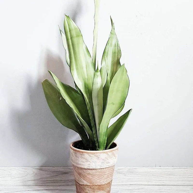Venus Flytrap vs. Snake Plant