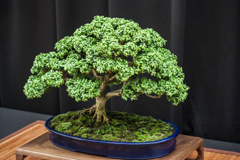 Bonsai Tree