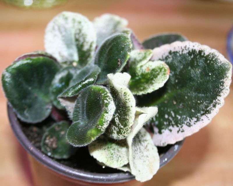 African Violet