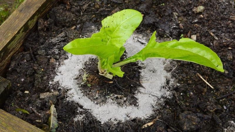 Wood Ash for Lawn Health