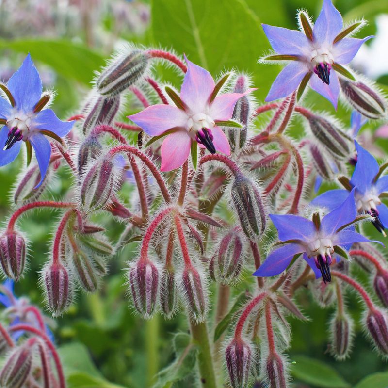 Borage