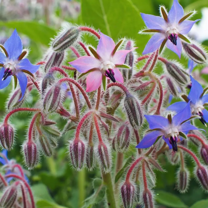 Borage