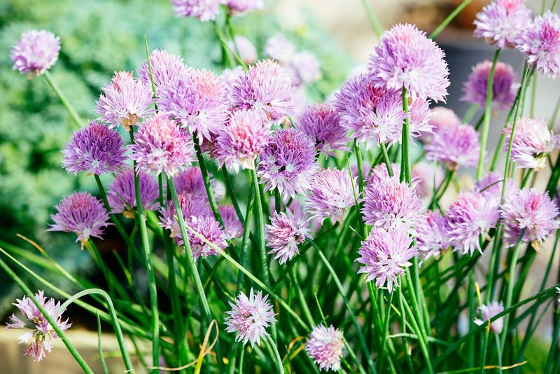 Chive Blossoms