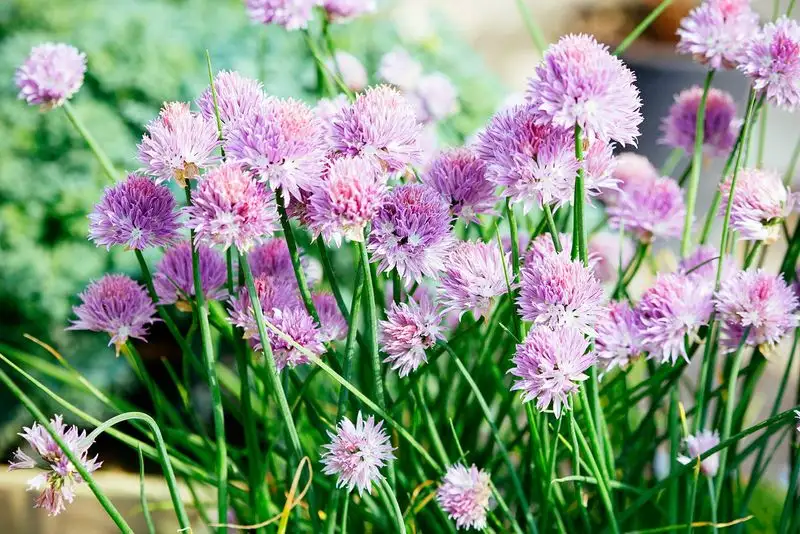 Chive Blossoms