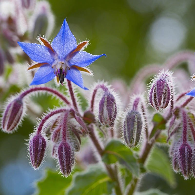 Borage