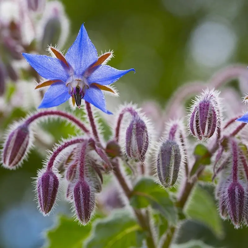Borage