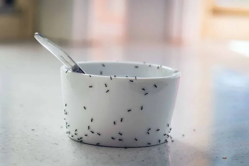 Borax and Sugar Bait