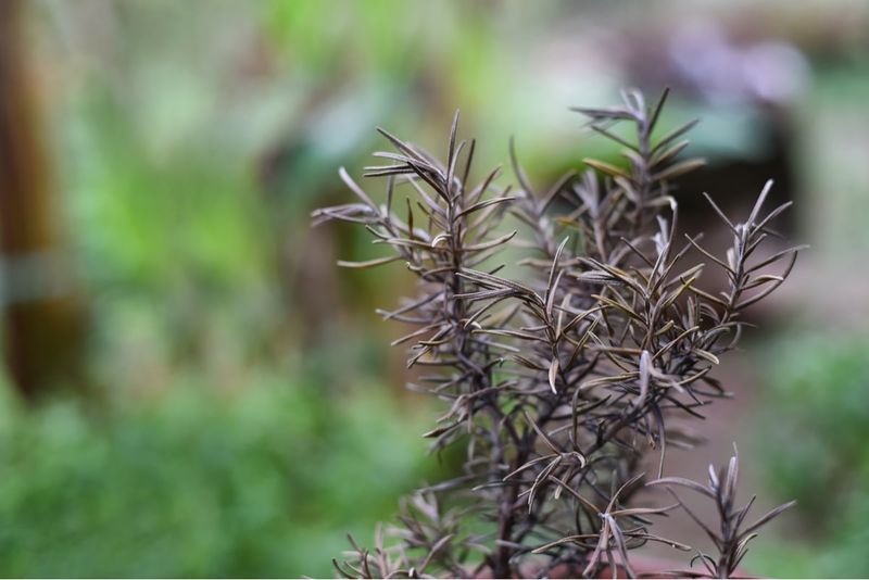Rosemary