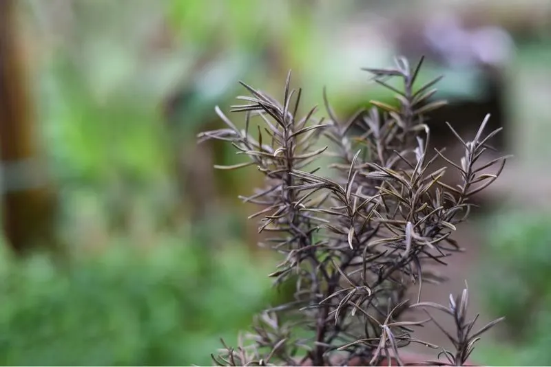Rosemary
