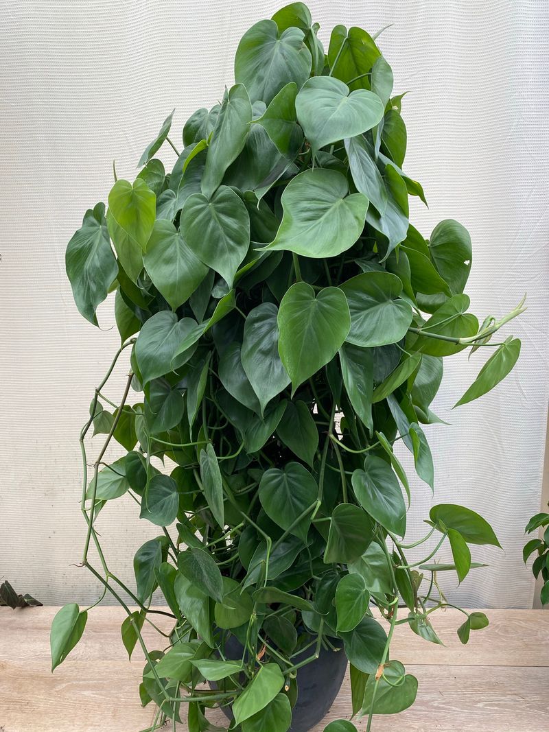 Heartleaf Philodendron