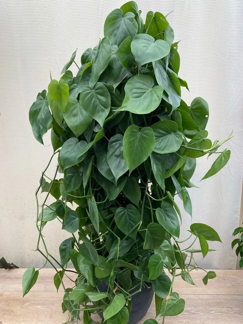 Heartleaf Philodendron