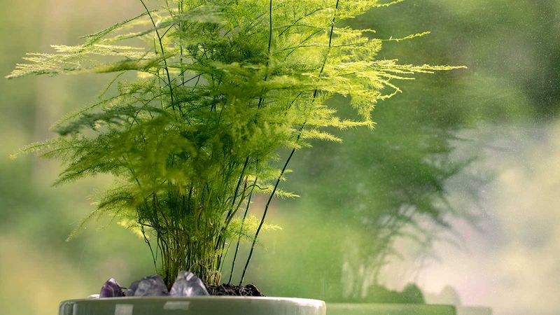 Asparagus Fern