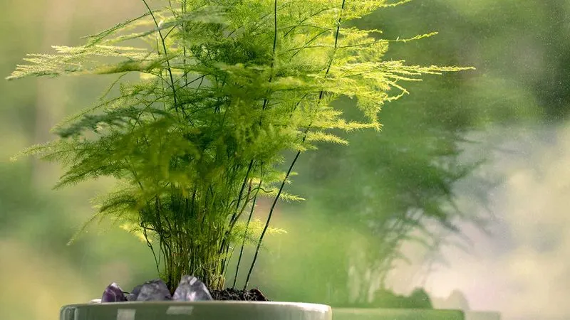 Asparagus Fern