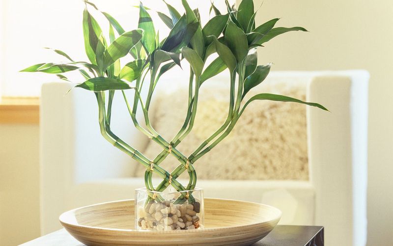 Lucky Bamboo