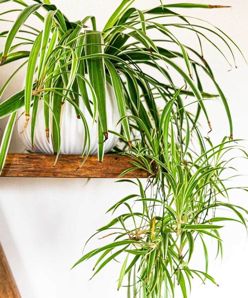 Spider Plant