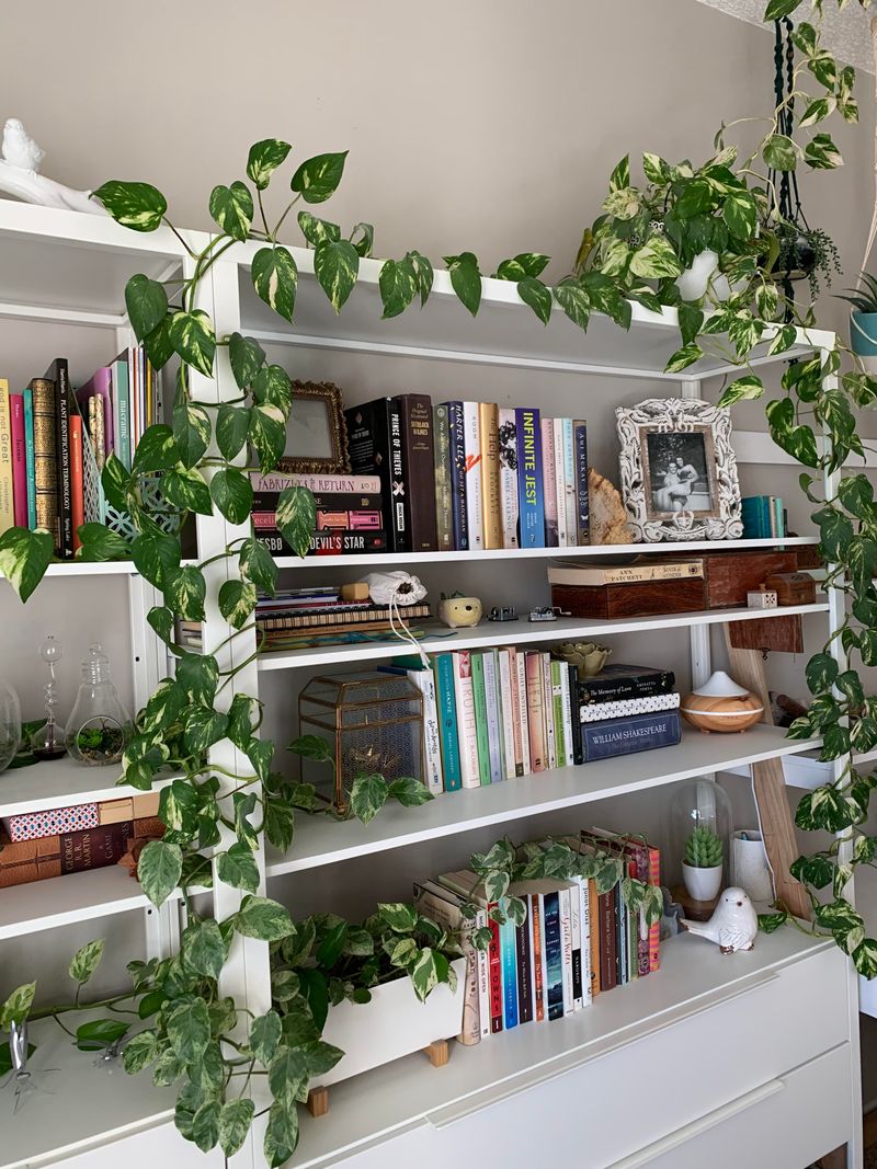 Pothos