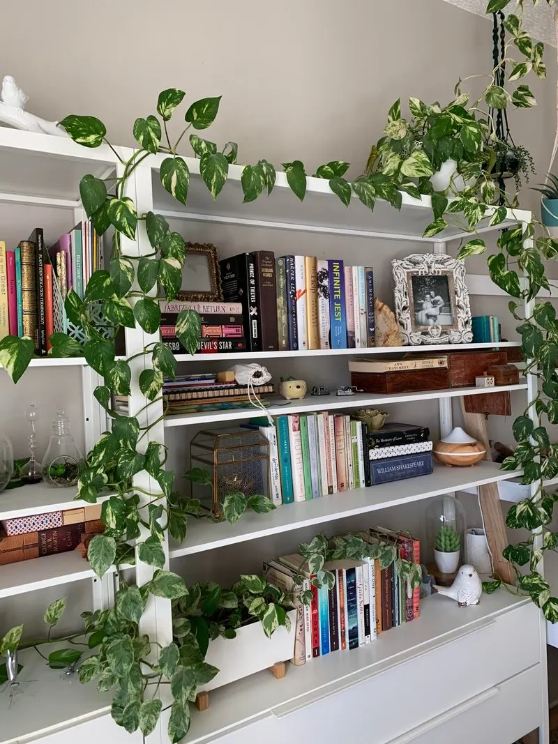 Pothos