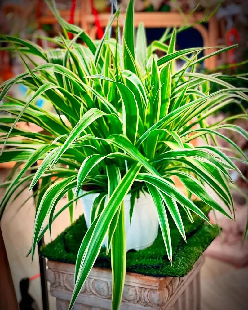 Spider Plant