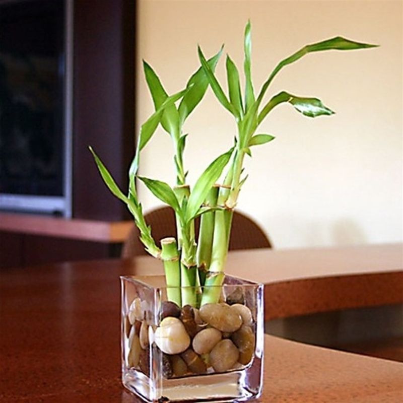Lucky Bamboo