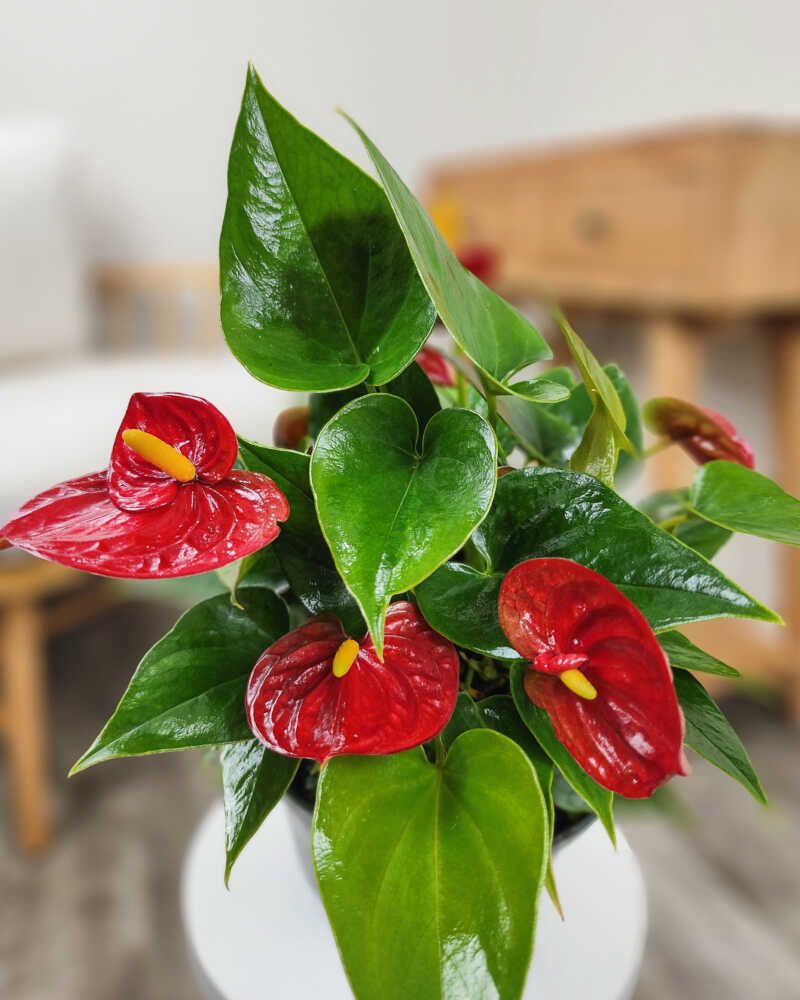 Anthurium