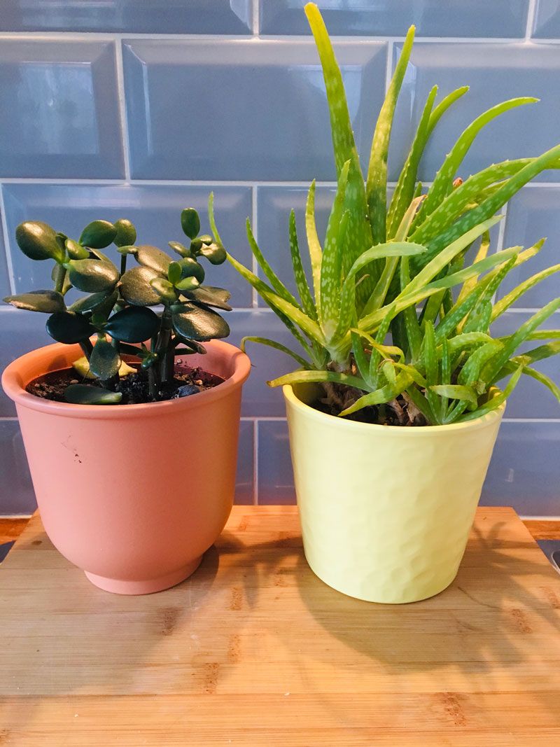 Jade Plant vs. Aloe Vera