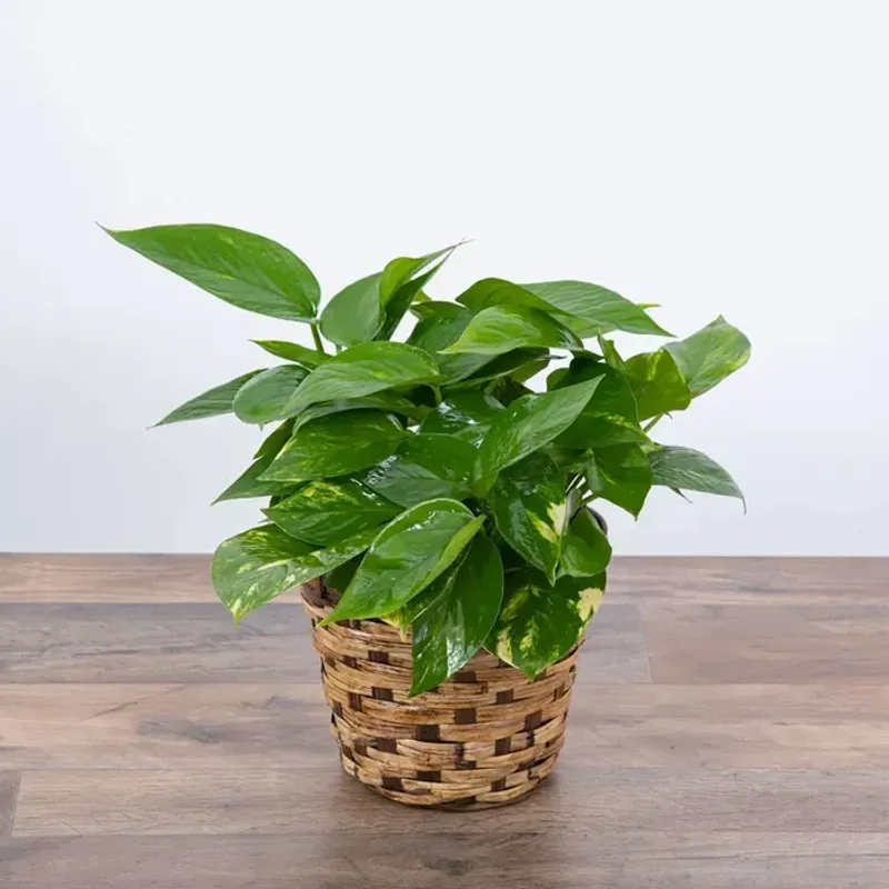 Pothos