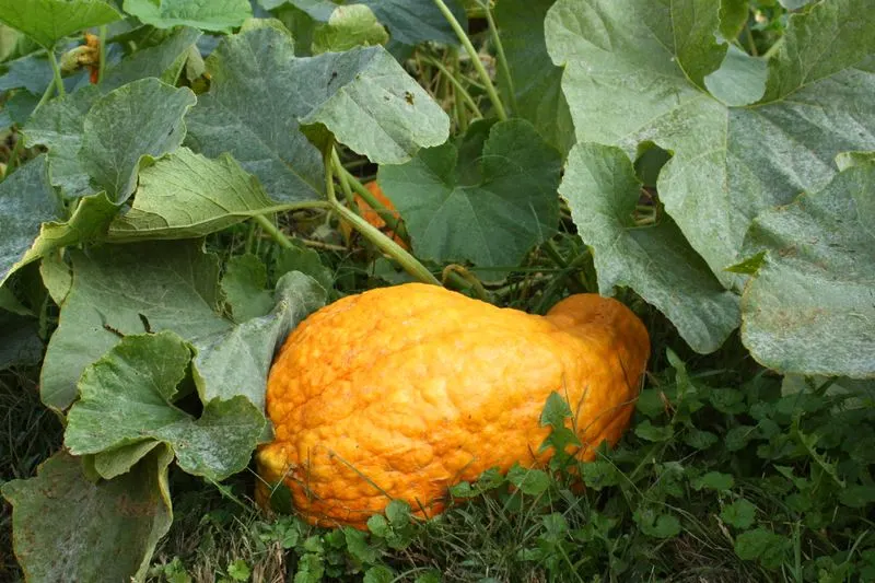 Boston Marrow Squash