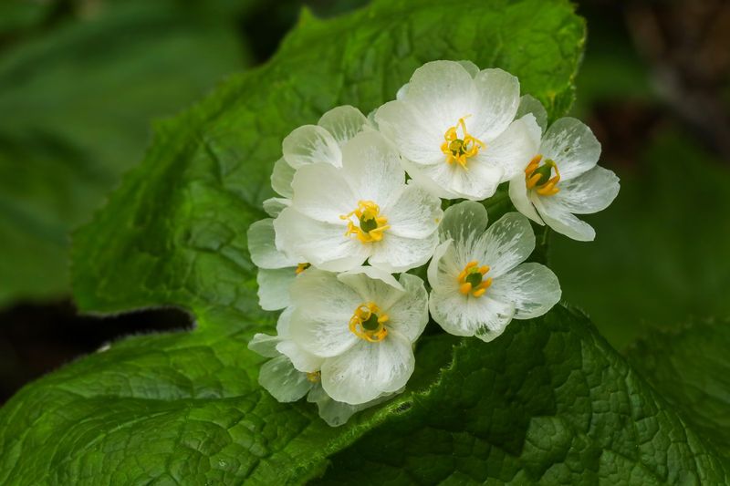 Botanical Structure