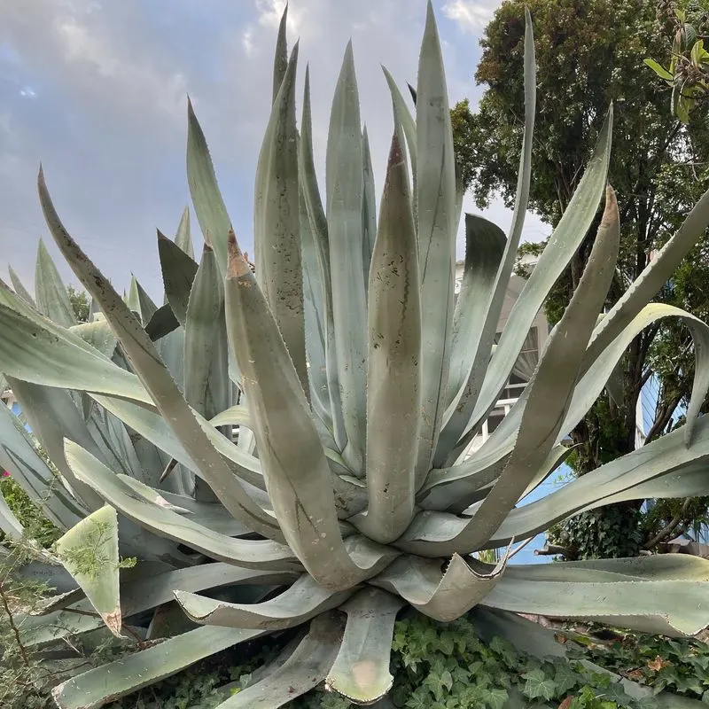 Agave