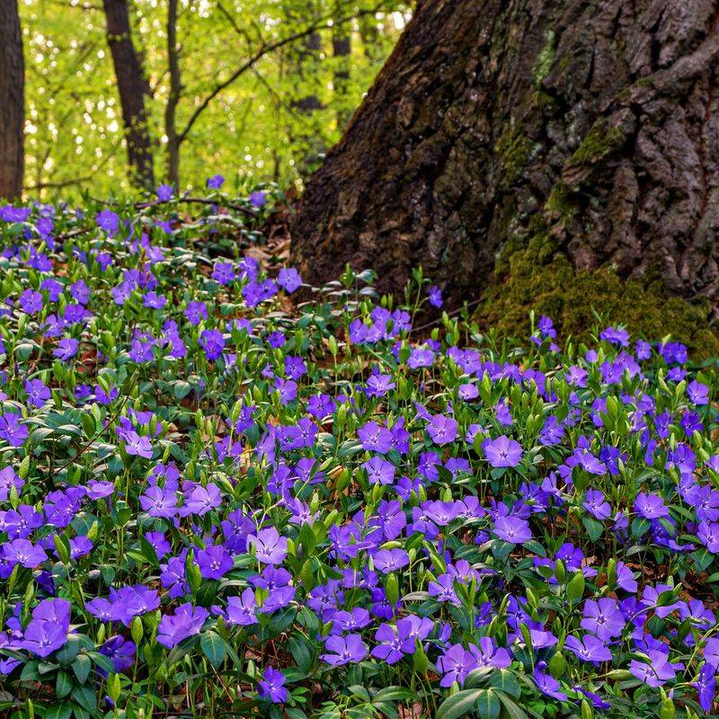 Periwinkle