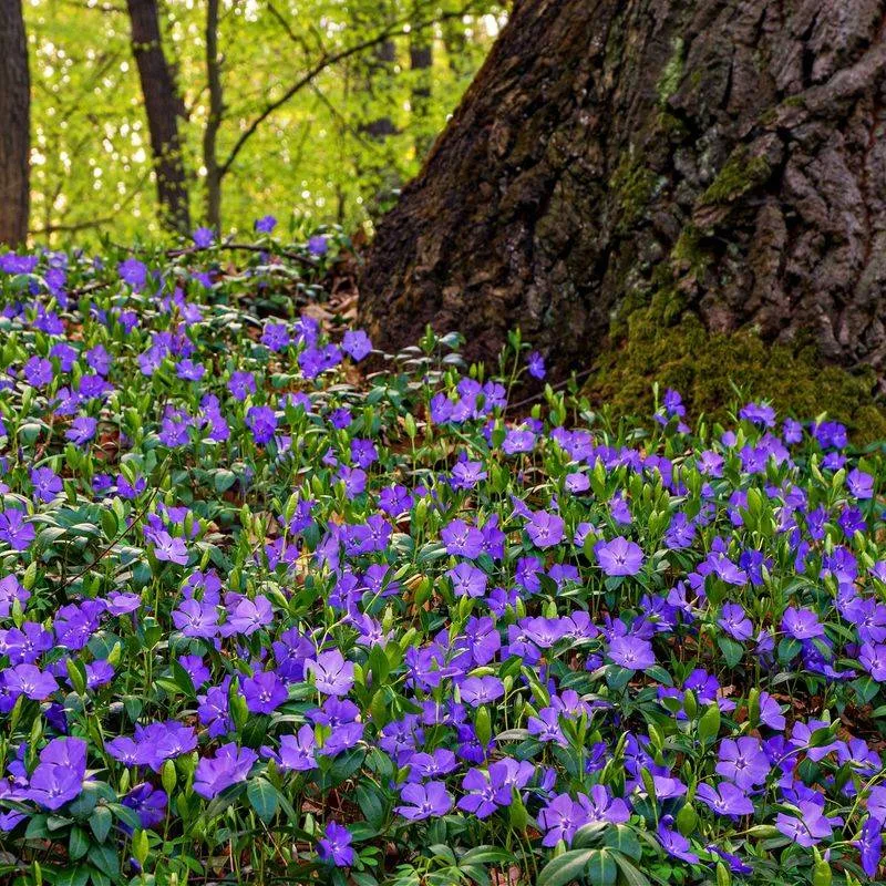 Periwinkle