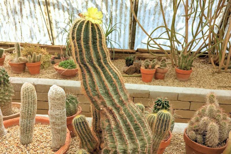 Cactus