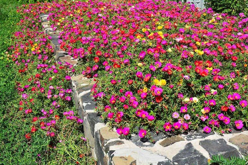 Portulaca