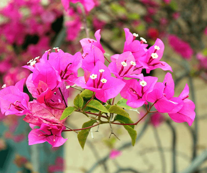 Bougainvillea