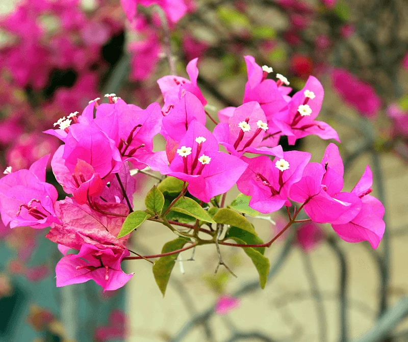 Bougainvillea