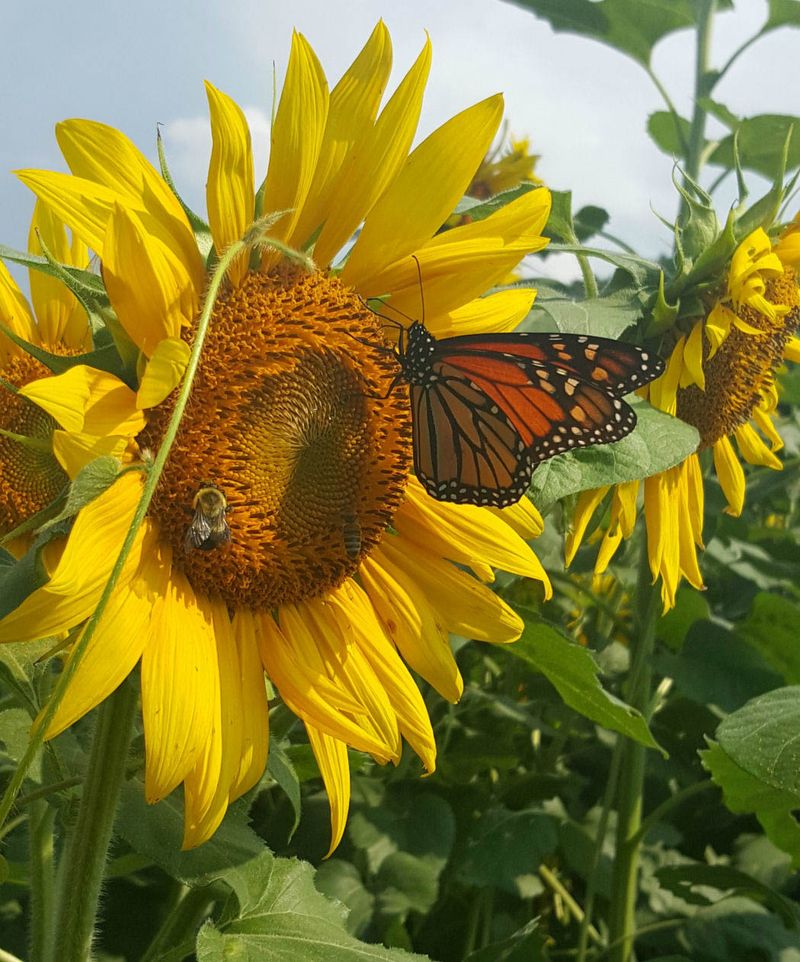 Active Pollinators