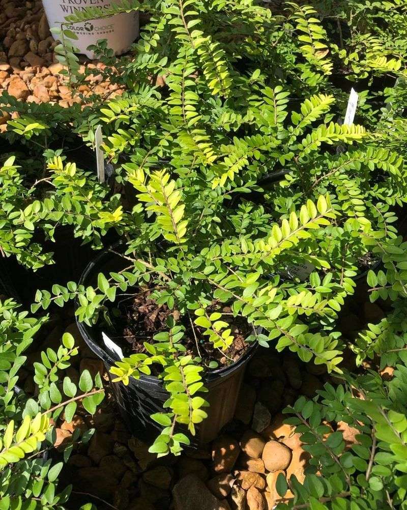 Box-leaved Honeysuckle (Lonicera nitida)