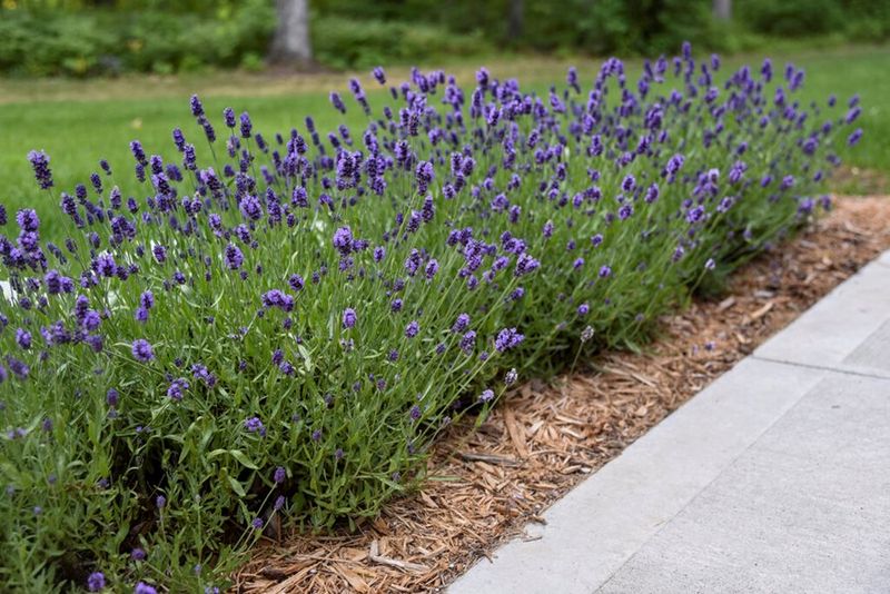 Lavender