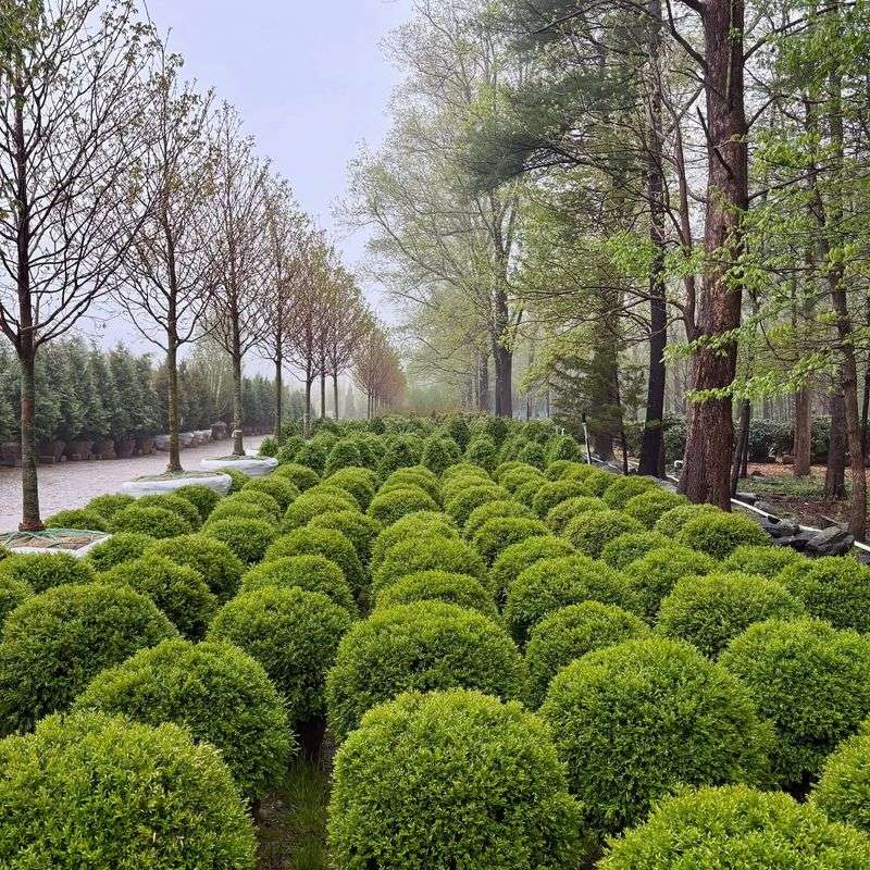 Boxwood